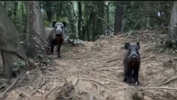 Foto - İstanbul'da domuz şaşkınlığı