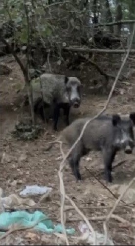 Foto - İstanbul'da domuz şaşkınlığı