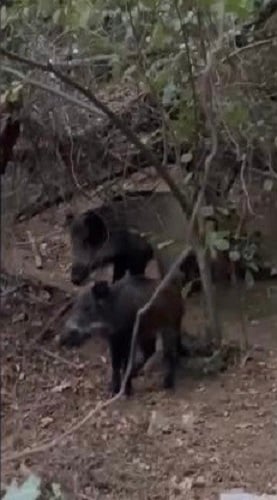 Foto - İstanbul'da domuz şaşkınlığı