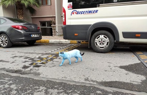 Foto - İstanbul'da kediler 'Şirinler'e döndü