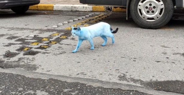 Foto - İstanbul'da kediler 'Şirinler'e döndü