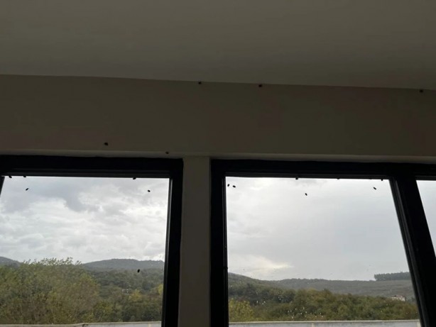 Foto - İstanbul'da kokarca böceği kabusu