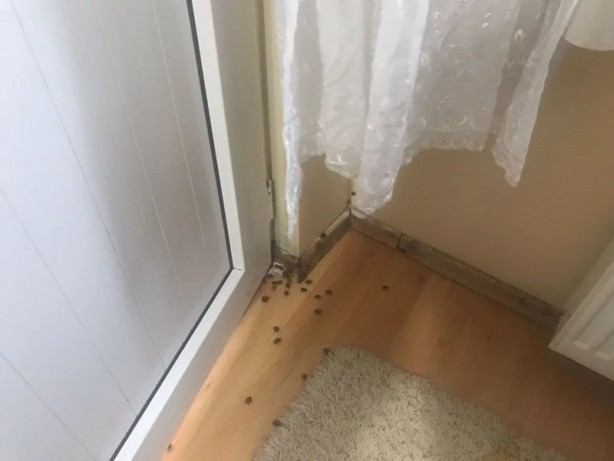 Foto - İstanbul'da kokarca böceği kabusu