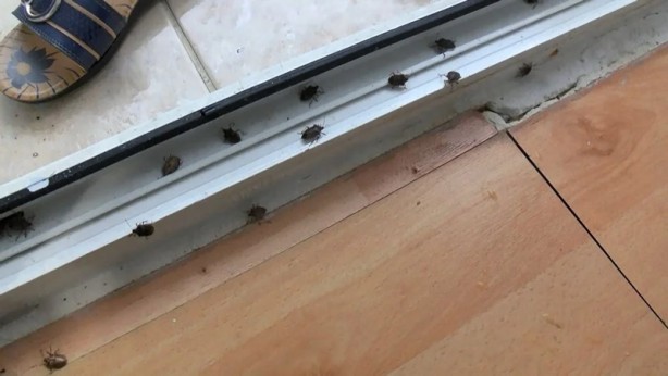 Foto - İstanbul'da kokarca böceği kabusu