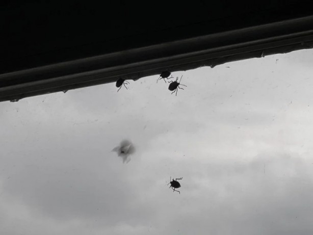 Foto - İstanbul'da kokarca böceği kabusu