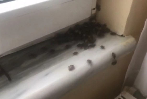 Foto - İstanbul'da kokarca böceği kabusu