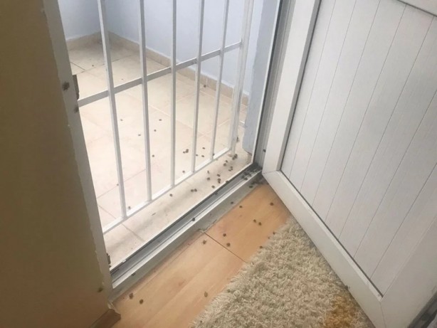 Foto - İstanbul'da kokarca böceği kabusu