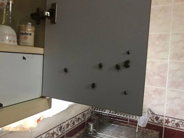 Foto - İstanbul'da kokarca böceği kabusu