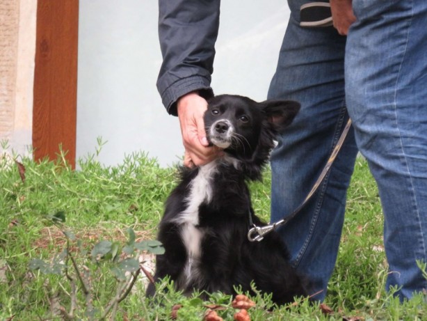 Foto - İstanbul'da köpeğini döven kişiye gözaltı