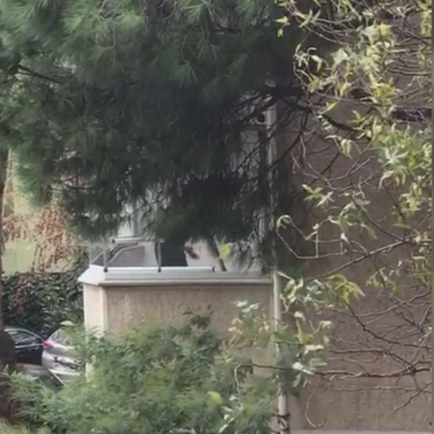 İstanbul'da köpeğini döven kişiye gözaltı