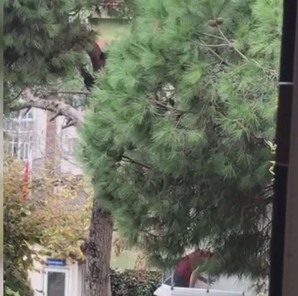 Foto - İstanbul'da köpeğini döven kişiye gözaltı