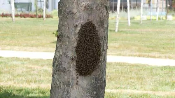 İstanbul'da korkutan görüntü! Öbek öbek arılar şehri istila etti!