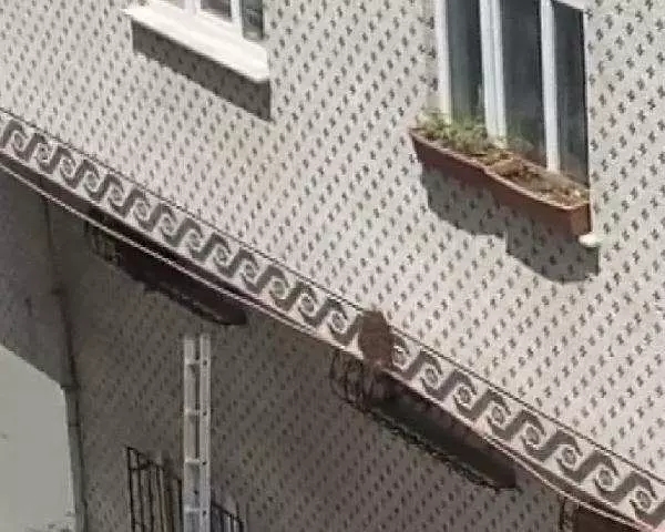 Foto - İstanbul'da korkutan görüntü! Öbek öbek arılar şehri istila etti!