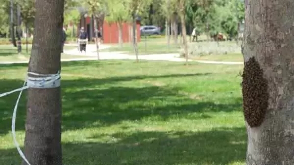 Foto - İstanbul'da korkutan görüntü! Öbek öbek arılar şehri istila etti!