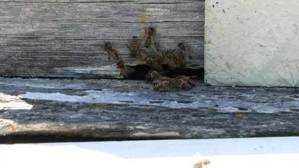 Foto - İstanbul'da korkutan görüntü! Öbek öbek arılar şehri istila etti!
