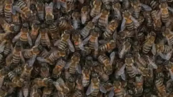 Foto - İstanbul'da korkutan görüntü! Öbek öbek arılar şehri istila etti!