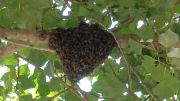 Foto - İstanbul'da korkutan görüntü! Öbek öbek arılar şehri istila etti!