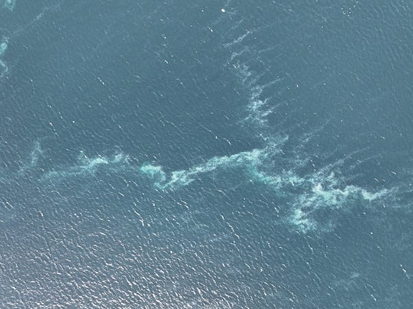 Foto - İstanbul'da korkutan manzara! Her yeri istila ettiler