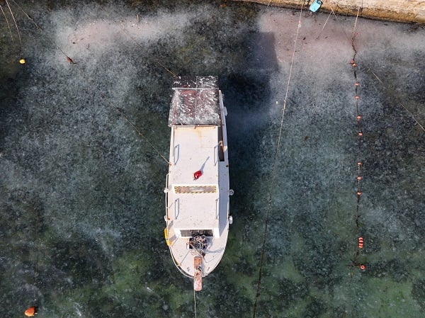 Foto - İstanbul'da korkutan manzara! Her yeri istila ettiler