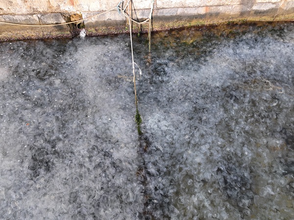 Foto - İstanbul'da korkutan manzara! Her yeri istila ettiler