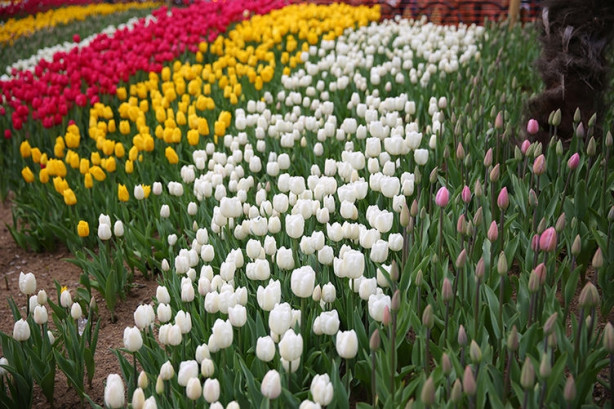 Foto - İstanbul'da lale vakti