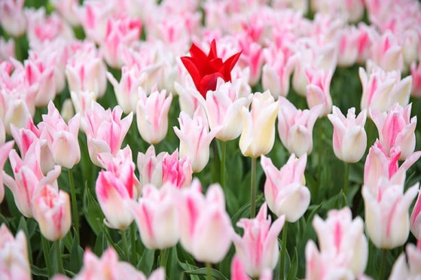 Foto - İstanbul'da lale vakti