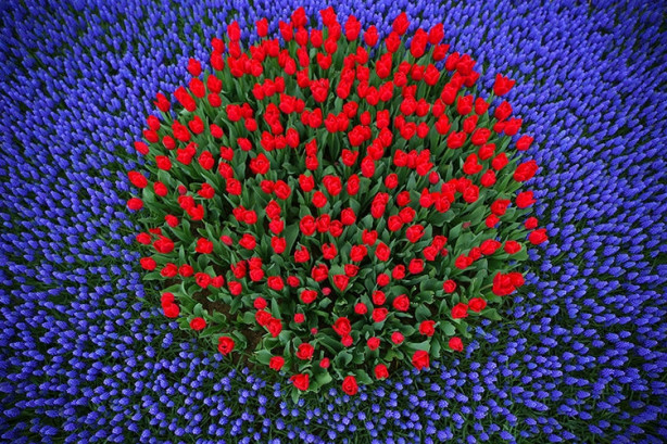 Foto - İstanbul'da lale vakti