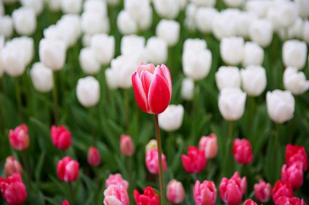 İstanbul'da lale vakti