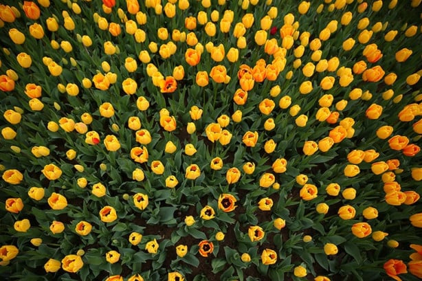 Foto - İstanbul'da lale vakti