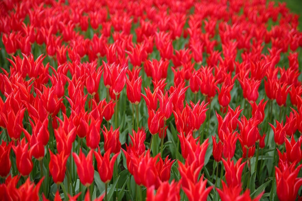 Foto - İstanbul'da lale vakti