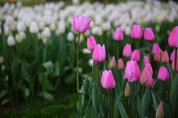 Foto - İstanbul'da lale vakti