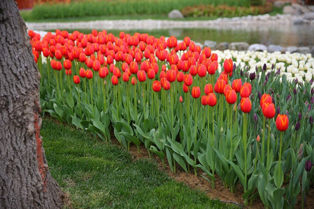 Foto - İstanbul'da lale vakti