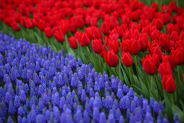 Foto - İstanbul'da lale vakti