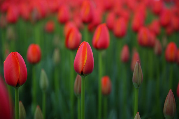 Foto - İstanbul'da lale vakti