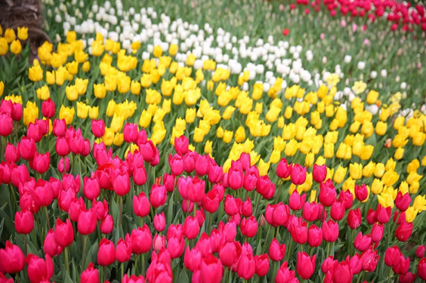 Foto - İstanbul'da lale vakti