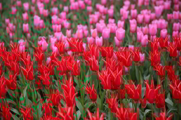 Foto - İstanbul'da lale vakti