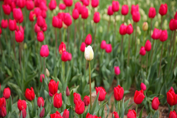 Foto - İstanbul'da lale vakti