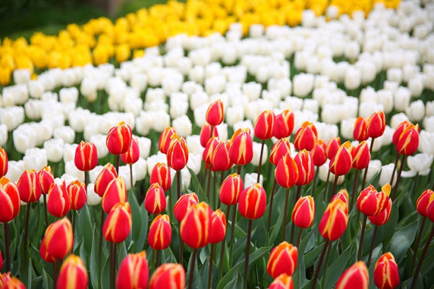 Foto - İstanbul'da lale vakti