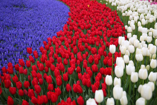 Foto - İstanbul'da lale vakti