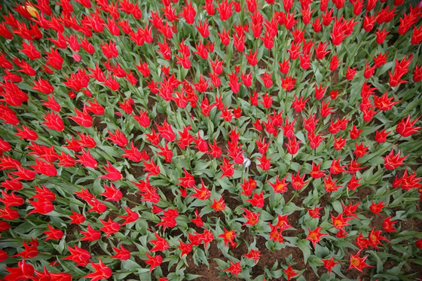 Foto - İstanbul'da lale vakti