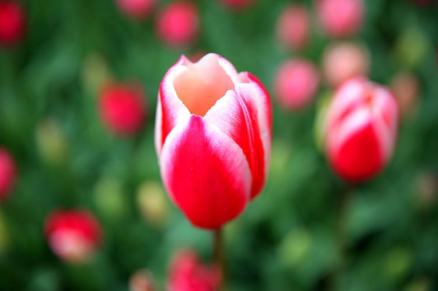 Foto - İstanbul'da lale vakti