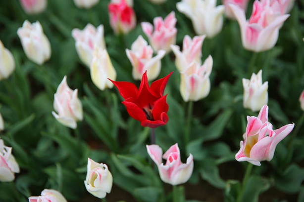 Foto - İstanbul'da lale vakti