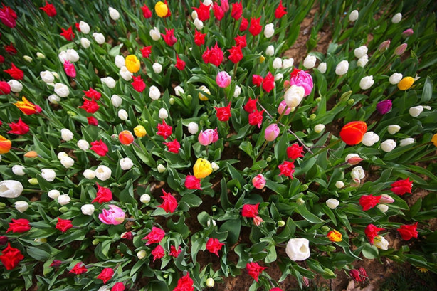 Foto - İstanbul'da lale vakti