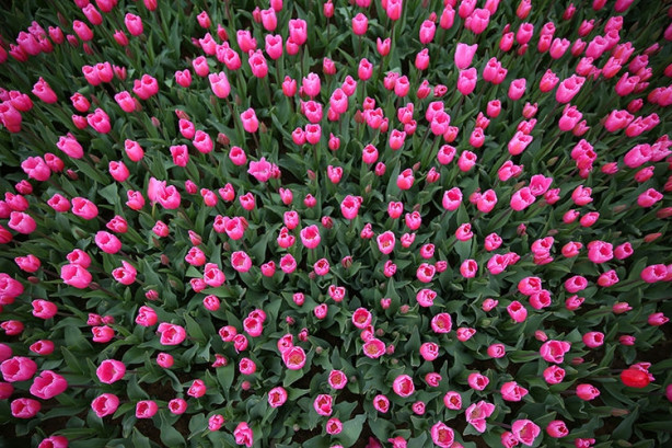 Foto - İstanbul'da lale vakti