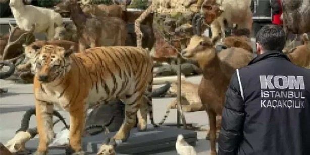 Foto - İstanbul’da o eve giren ekipler büyük şok yaşadı! İçeriden kutup ayısı çıktı! Yakalamak için iki hafta ağaçta yatmış