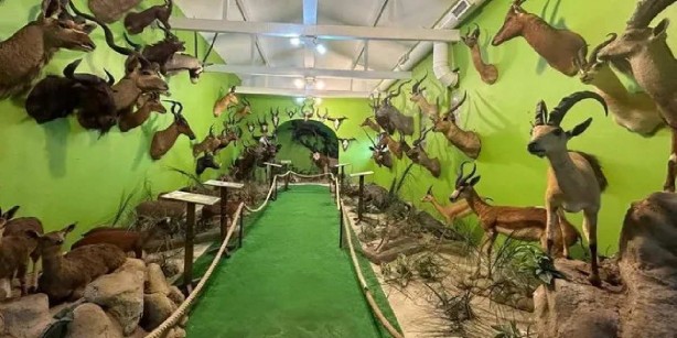 Foto - İstanbul’da o eve giren ekipler büyük şok yaşadı! İçeriden kutup ayısı çıktı! Yakalamak için iki hafta ağaçta yatmış