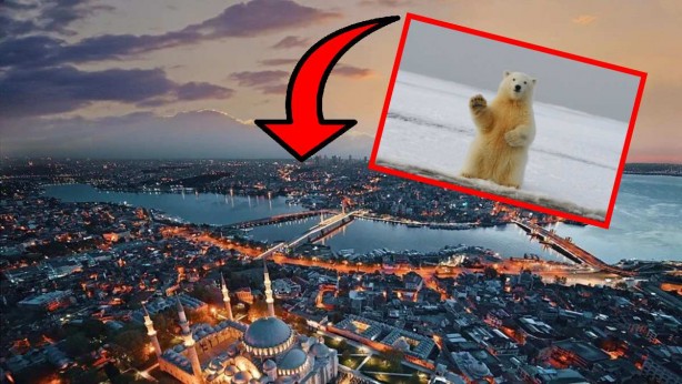 İstanbul’da o eve giren ekipler büyük şok yaşadı! İçeriden kutup ayısı çıktı! Yakalamak için iki hafta ağaçta yatmış