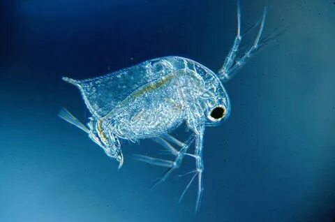 İstanbul’da plankton patlaması gerçekleşti!