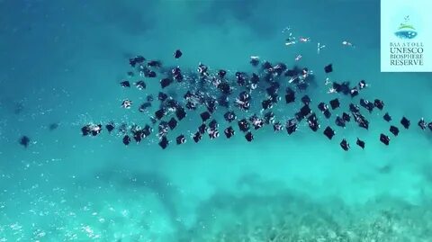 Foto - İstanbul’da plankton patlaması gerçekleşti!