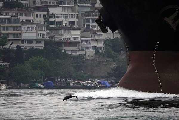 Foto - İstanbul'da renkli görüntüler! Yunuslar, Boğaz'da gemilere eşlik etti